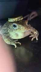 Incilius occidentalis