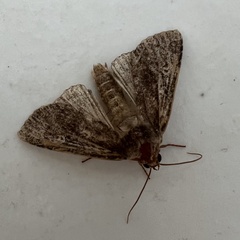 Helotropha reniformis