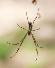 Trichonephila clavata