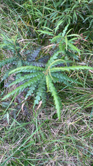 Comptonia peregrina