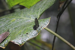 Pseudohaetera mimica