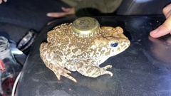 Incilius occidentalis