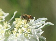 Apis mellifera