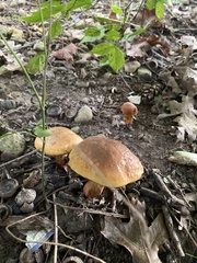 Boletus subvelutipes
