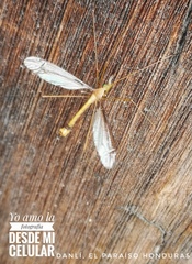 Tipulinae