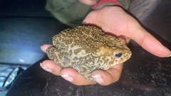 Incilius occidentalis
