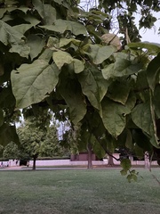 Catalpa