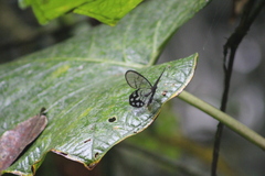 Pseudohaetera mimica