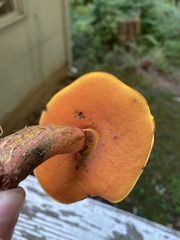Boletus subvelutipes