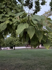 Catalpa