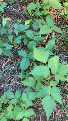 Rubus leucodermis