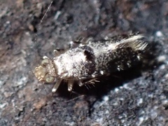 Echmepteryx