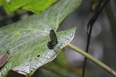 Pseudohaetera mimica