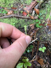 Pterostylis trullifolia
