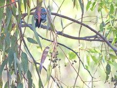 Dryobates nuttallii