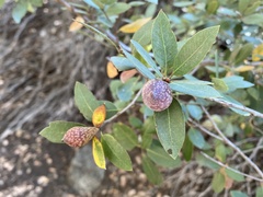 Heteroecus pacificus