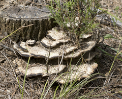Trametes elegans
