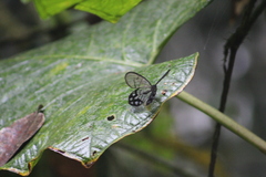 Pseudohaetera mimica