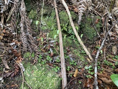 Pterostylis trullifolia