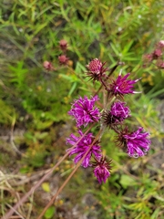 Vernonia acaulis