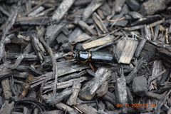 Odontotaenius disjunctus