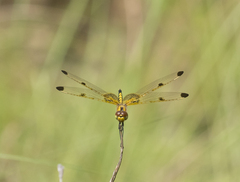 Celithemis elisa