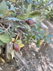 Heteroecus pacificus