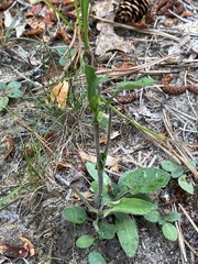 Symphyotrichum undulatum