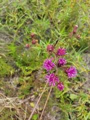 Vernonia acaulis