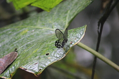 Pseudohaetera mimica