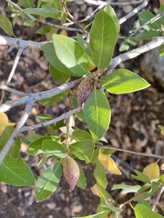 Heteroecus pacificus