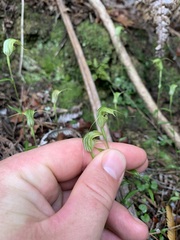 Pterostylis trullifolia