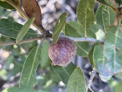 Heteroecus pacificus