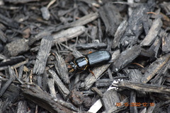 Odontotaenius disjunctus