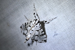 Conchylodes diphteralis
