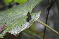 Pseudohaetera mimica