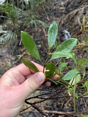 Pterophylla sylvicola