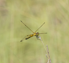 Celithemis elisa