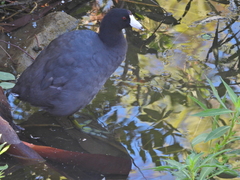 Fulica americana