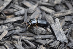 Odontotaenius disjunctus