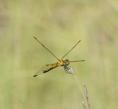Celithemis elisa