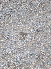 Chrysemys picta marginata