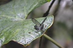 Pseudohaetera mimica