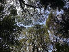 Pterophylla sylvicola