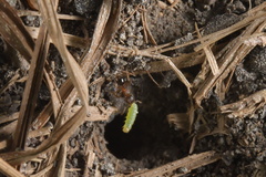 Coleoptera