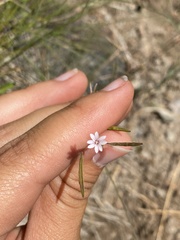 Epilobium brachycarpum