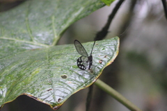 Pseudohaetera mimica