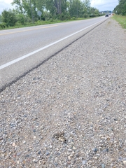 Chrysemys picta marginata