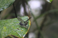 Pseudohaetera mimica