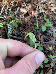 Pterostylis alobula